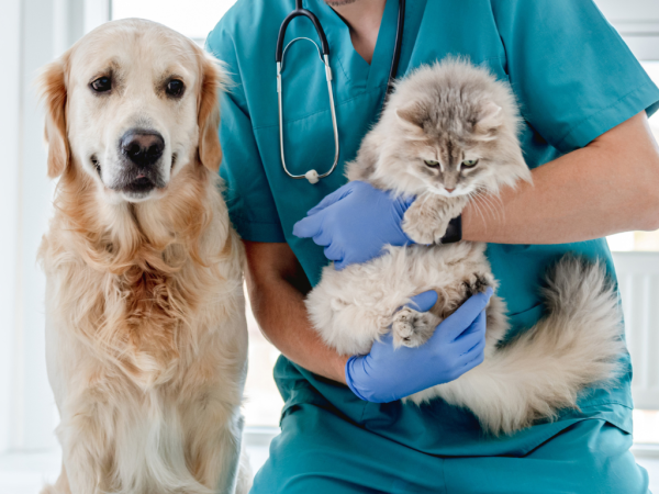 Treendale Pet Medical Provides Trusted and Reliable Veterinary Care in Australind