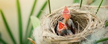 Birdfy Explores the Special Care and Nutrition Needed for Delicate Baby Birds