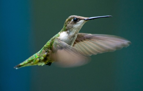 Birdfy Highlights the Perils of Hummingbird Migration Journeys