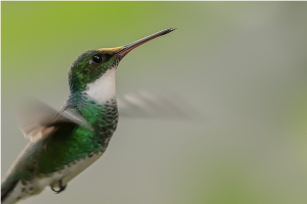 Birdfy Highlights the Perils of Hummingbird Migration Journeys