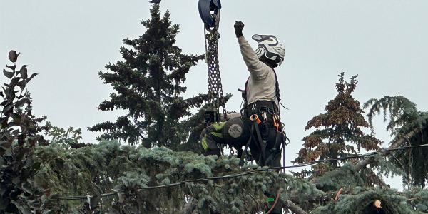 Apex Tree & Snow Services Strengthens Its Position as a Leading Property Maintenance Provider Across Calgary